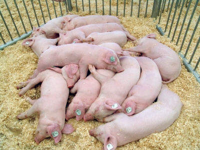 Viele Schweine auf einem Haufen in Box 