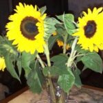 Sonnenblumen vom Feld