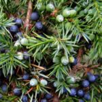 314312 web R K by SueSchi pixelio.de