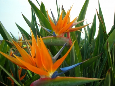 Blumen der 12 Sternzeichen – Steinbock 22.12. – 20.01.