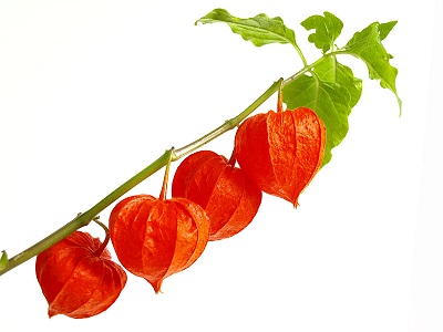 Blumen der 12 Sternzeichen  – Waage 24.09. – 23.10.