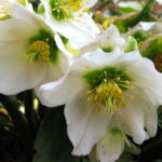 558945 web R K B by Erika Hartmann pixelio.de