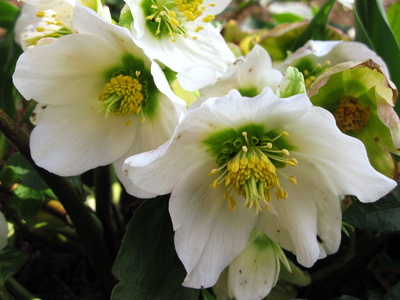 Blumen der 12 Sternzeichen  – Schütze 23.11. – 21.12.