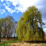 577435 original R K by Andreas Hermsdorf pixelio.de400x300