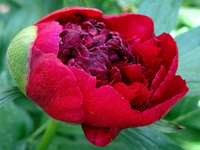 Blumen der 12 Sternzeichen  – Stier 21.04. – 20.05.