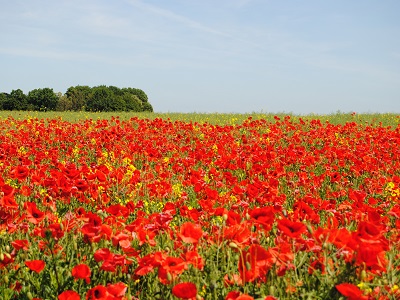 Blumen der 12 Sternzeichen  – Zwillinge 21.05. – 21.06.