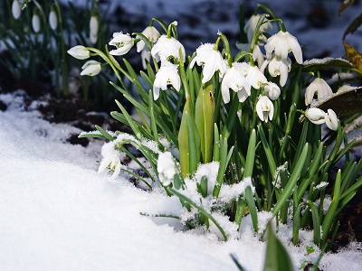 Blumen der 12 Sternzeichen  – Wassermann 21.01. – 19.02.