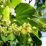 652726 web R K B by Erika Hartmann pixelio.de