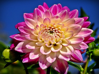 Blumen der 12 Sternzeichen  – Jungfrau 24.08. – 23.09.