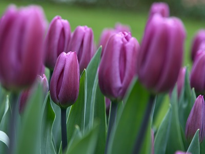 Blumen der 12 Sternzeichen  – Widder 21.03. – 20.04.