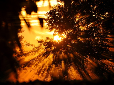 Goldener November by Dr.Klaus-Uwe Gerhardt / by pixelio.de