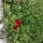 handybilder 14032010 0781