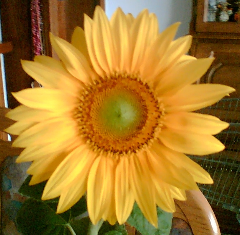 sonnenblume vom feld