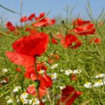 mohnblumenwiese web 172033 by pellinchen piqs de