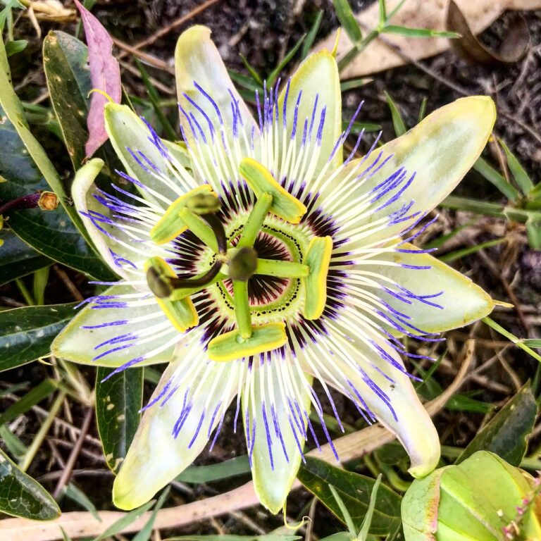 Wer ist Hans Peter Freiherr v. Liechtenstein  17 Passionsblume