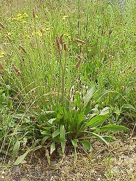 280px-plantago_lanceolata_plant