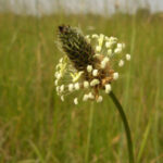300px-plantago_lanceolata_inflorescense