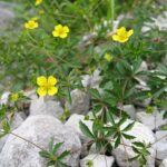 Tormentill - Blutwurz