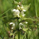 weissetaubnessellamiumalbumc0137