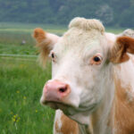 733915 web r by petra dirscherl pixelio de