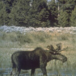 Elch im Yellowstone Park
